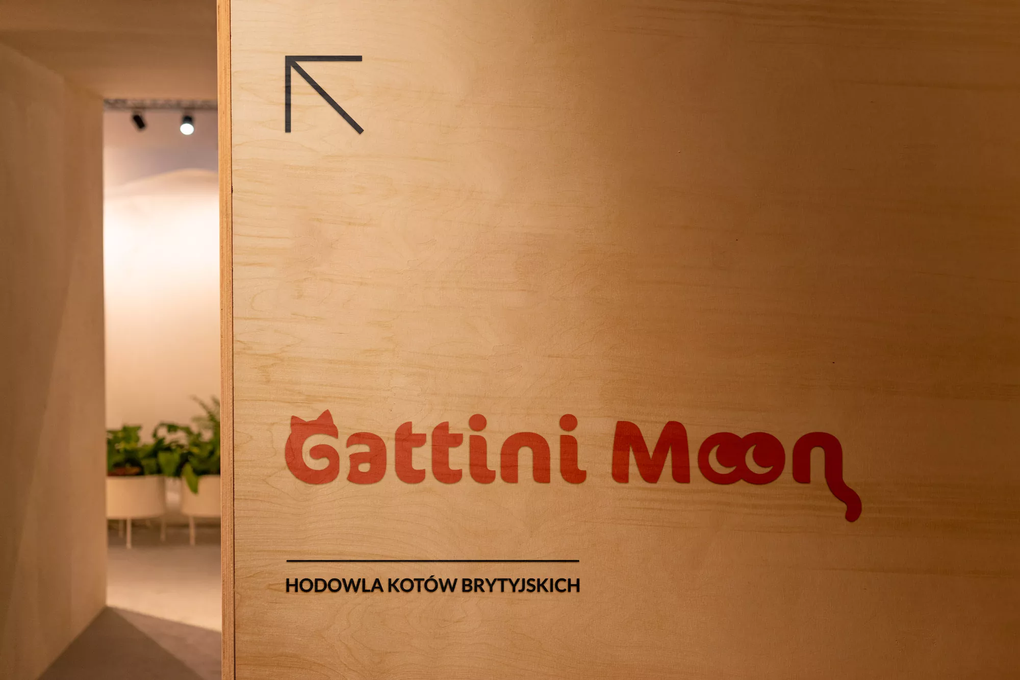 Gattini Moon - projekt loga, wizualizacja na ścianie